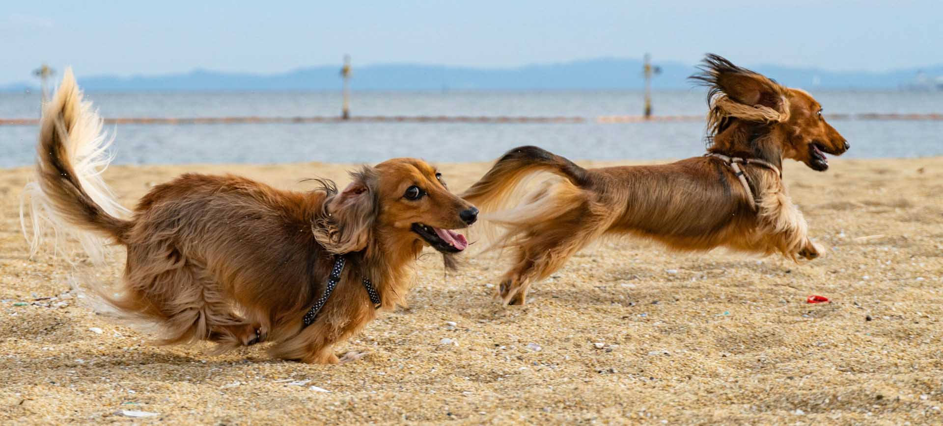 two wiener dogs running and playing on the sand at the beach