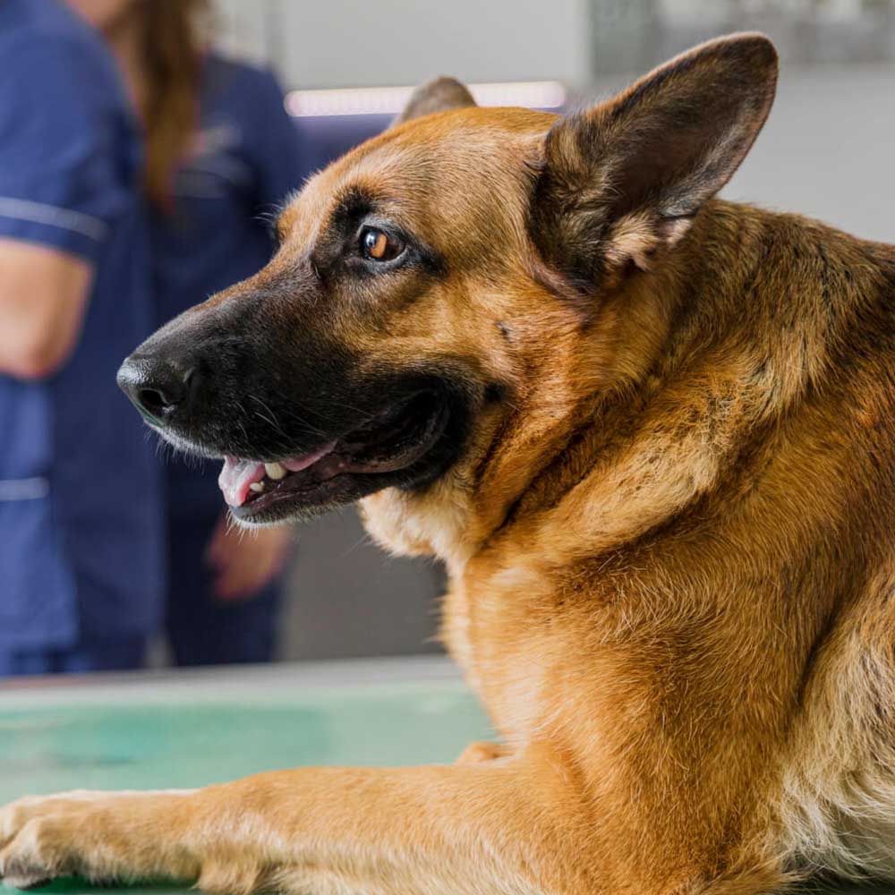 German Shepherd at vet